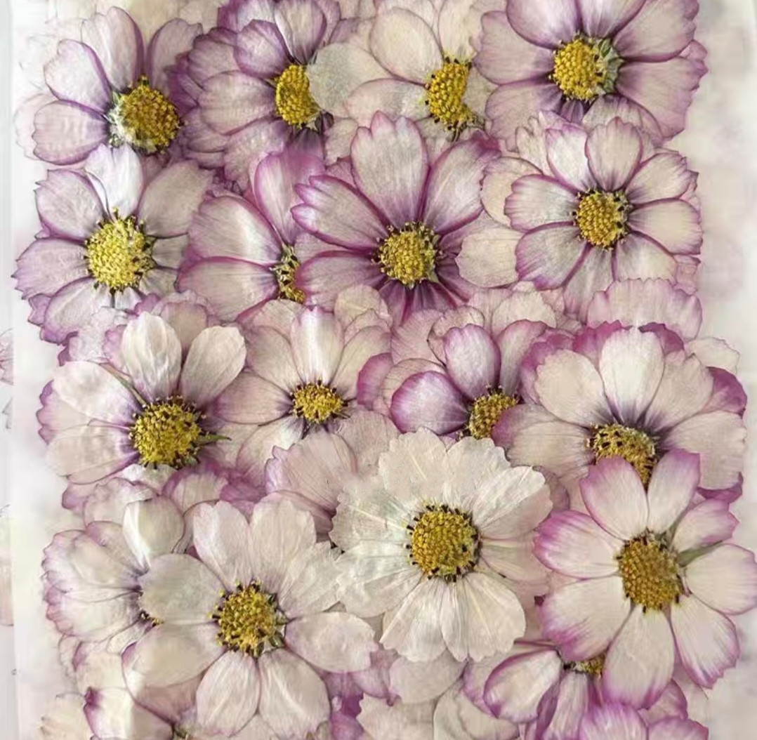 Body Jewelry Display Case - 60 pièces pressées séchées cosmos fleur