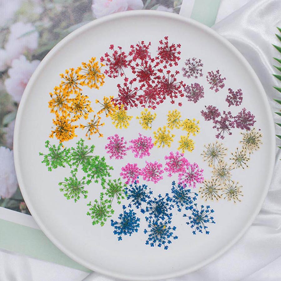 Fleurs séchées Ammi Majus, pla - Body Jewelry Display Case avis et prix