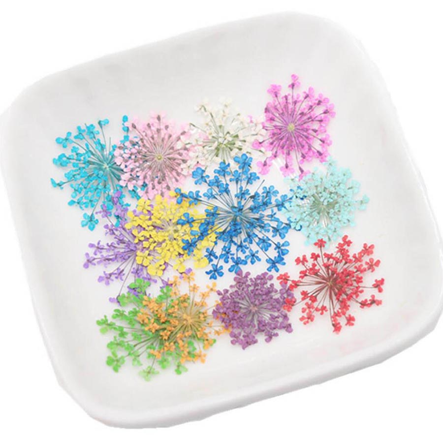 Fleurs séchées Ammi Majus, pla - Body Jewelry Display Case avis et prix
