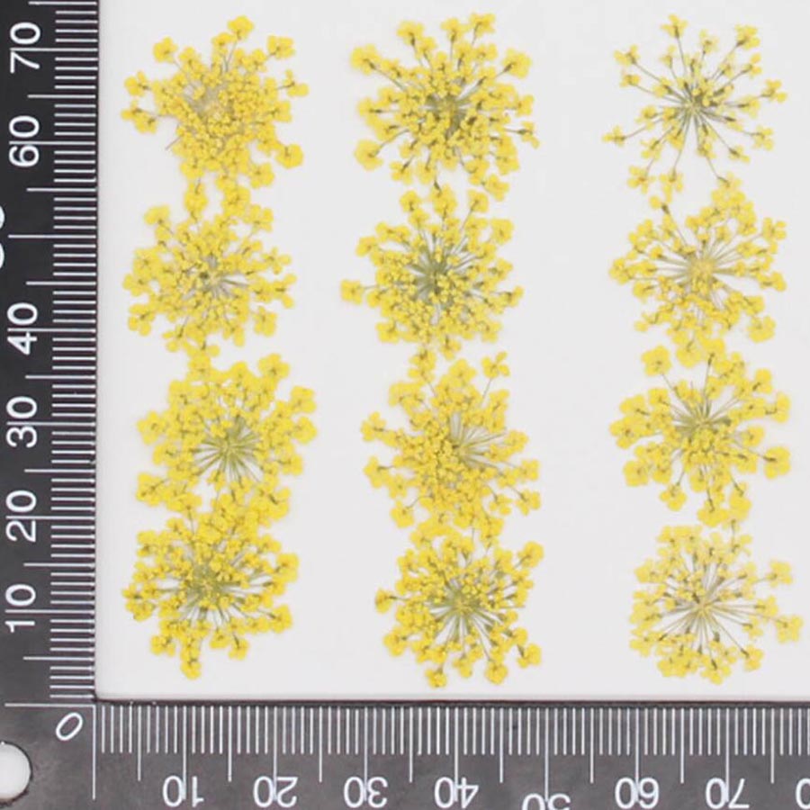 Fleurs séchées Ammi Majus, pla - Body Jewelry Display Case avis et prix